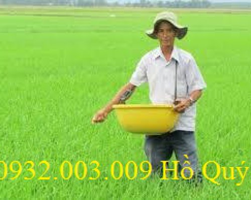 Thau rải phân vàng, Thúng rải phân vàng, Chậu rải phân vàng.